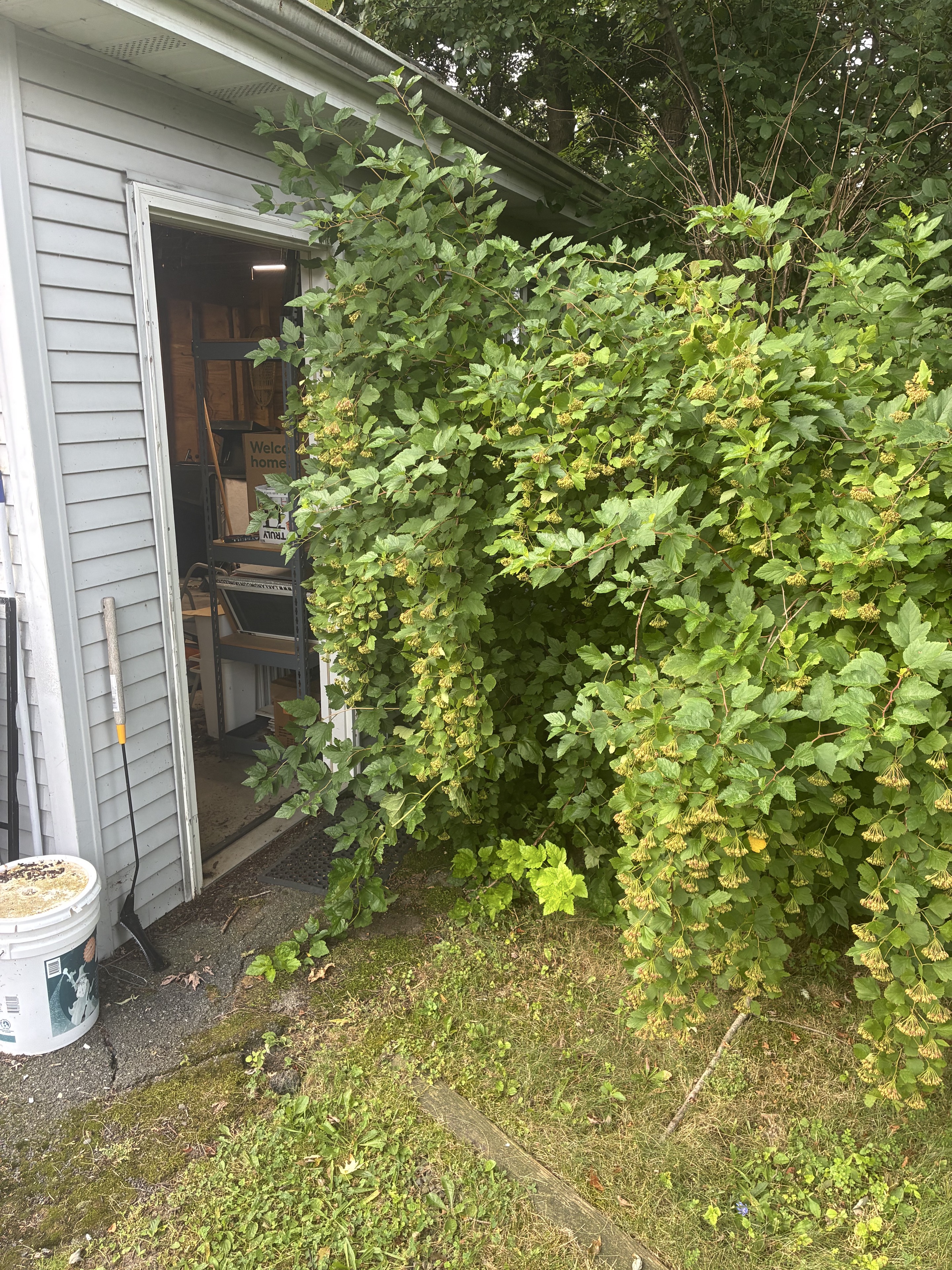 Dense overgrowth obstructing access beside a garage before cleanup