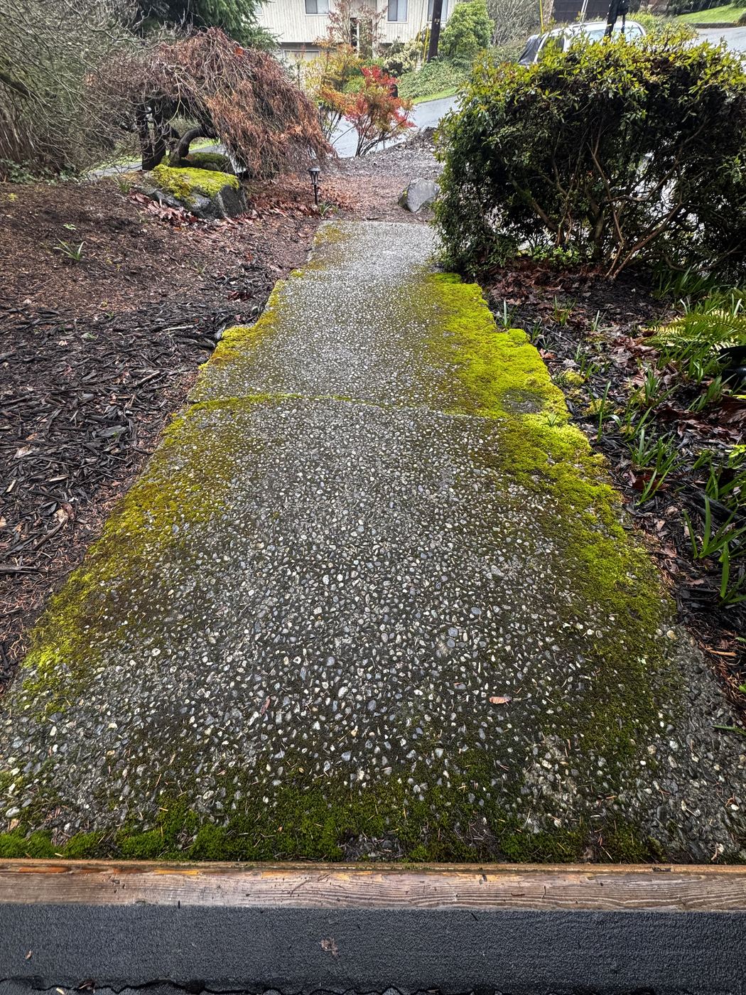 Moss-covered exposed aggregate walkway before cleaning